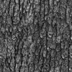 Seamless Tree Bark